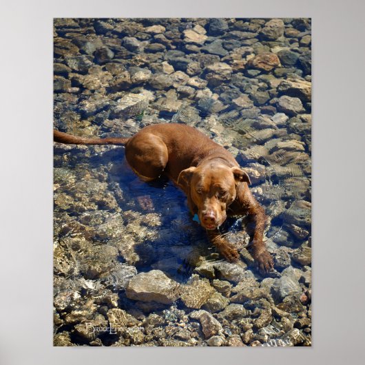 Schokolade Labrador Pit Mix Dog auf den Felsen Poster (Vorne)