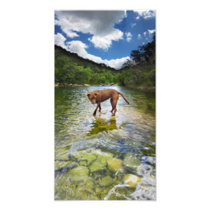 Schokolade Labrador Pit Mix Dog Auf Wasser laufen Fotodruck