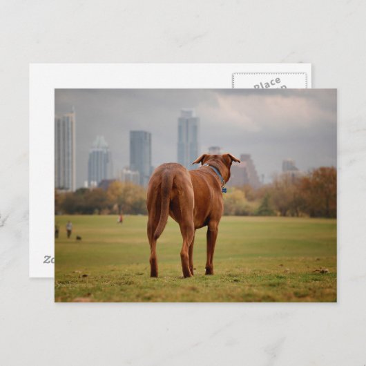 Schokolade Labrador Pit Mix Dog - Austin TX Postkarte (Vorne/Hinten)