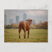 Schokolade Labrador Pit Mix Dog - Austin TX Postkarte (Vorderseite)