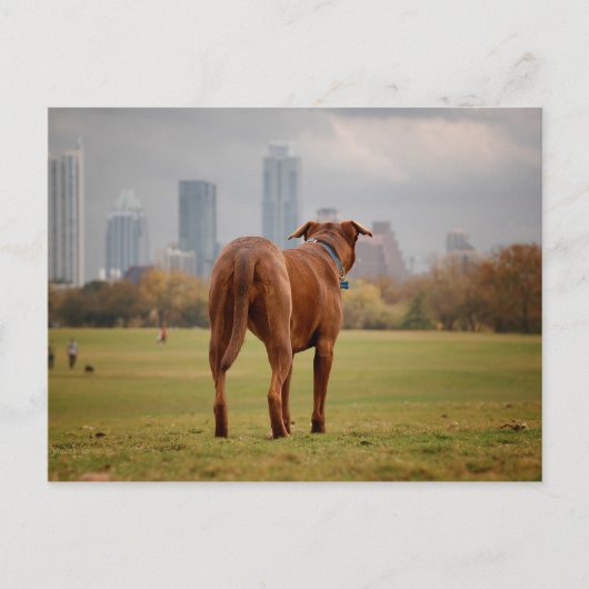 Schokolade Labrador Pit Mix Dog - Austin TX Postkarte (Vorderseite)