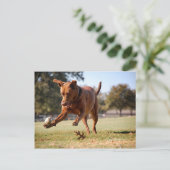 Schokolade Labrador Pit Mix Dog Chasing Ball Postkarte (Stehend Vorderseite)