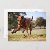 Schokolade Labrador Pit Mix Dog Chasing Ball Postkarte (Vorne/Hinten)