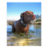 Schokolade Labrador Pit Mix Dog Drooling Fotodruck (Vorne)