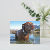 Schokolade Labrador Pit Mix Dog Drooling Postkarte (Stehend Vorderseite)