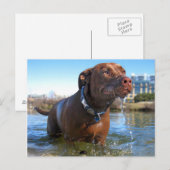 Schokolade Labrador Pit Mix Dog Drooling Postkarte (Vorne/Hinten)