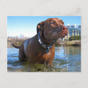 Schokolade Labrador Pit Mix Dog Drooling Postkarte