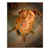 Schokolade Labrador Pit Mix Dog Fotodruck (Vorne)