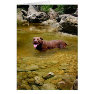 Schokolade Labrador Pit Mix Dog im Schwimmbad
