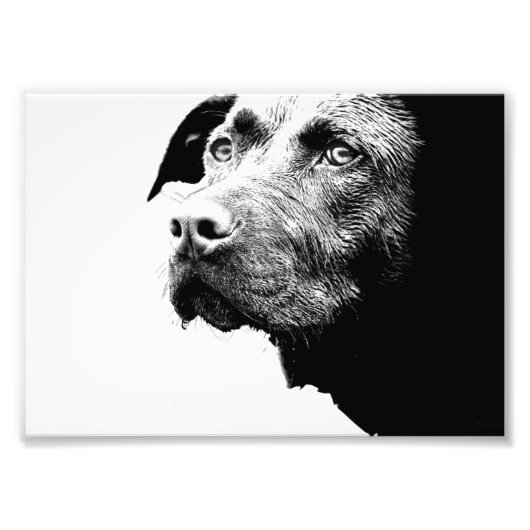 Schokolade Labrador Pit Mix Dog in Schwarz-Weiß Fotodruck (Vorne)