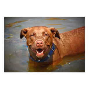 Schokolade Labrador Pit Mix Dog Lächeln Fotodruck