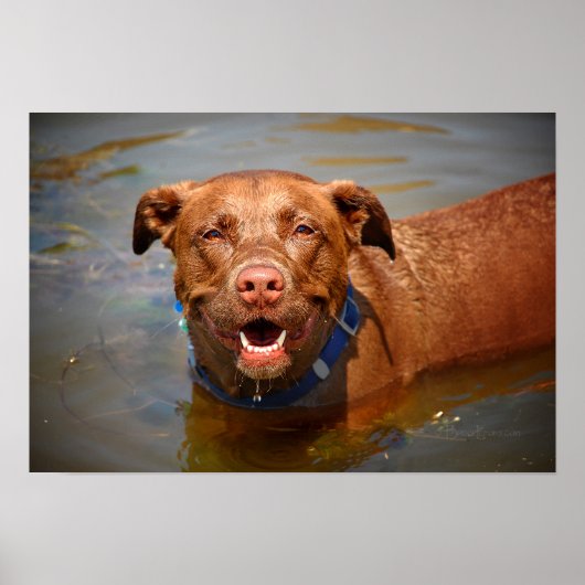 Schokolade Labrador Pit Mix Dog Lächeln Poster (Vorne)