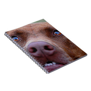 Schokolade Labrador Pit Mix Dog Nase Notizblock