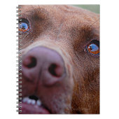 Schokolade Labrador Pit Mix Dog Nase Notizblock (Vorderseite)