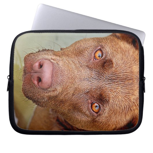 Schokolade Labrador Pit Mix Dog Portrait 2 Laptopschutzhülle (Vorderseite)
