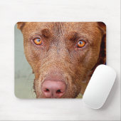 Schokolade Labrador Pit Mix Dog Portrait 2 Mousepad (Mit Mouse)