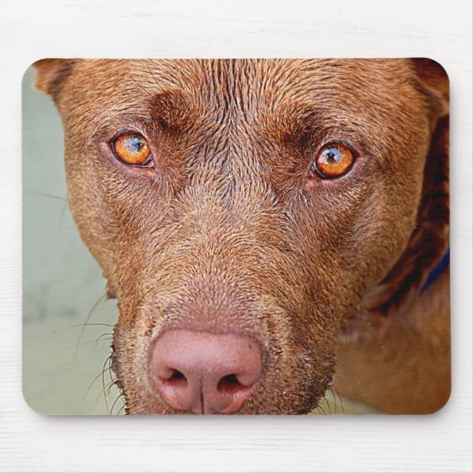Schokolade Labrador Pit Mix Dog Portrait 2 Mousepad (Vorne)