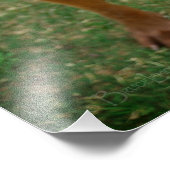 Schokolade Labrador Pit Mix Dog Portrait 4 Fotodruck (Ecke)