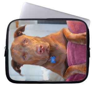 Schokolade Labrador Pit Mix Dog Portrait Laptopschutzhülle