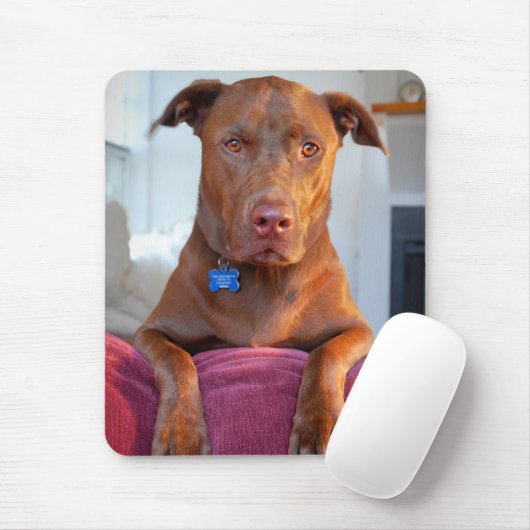 Schokolade Labrador Pit Mix Dog Portrait Mousepad (Mit Mouse)