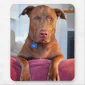Schokolade Labrador Pit Mix Dog Portrait Mousepad (Vorne)