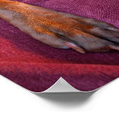 Schokolade Labrador Pit Mix Dog Portrait Poster (Ecke)