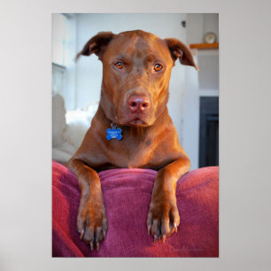 Schokolade Labrador Pit Mix Dog Portrait Poster