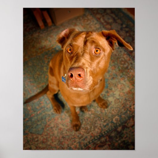 Schokolade Labrador Pit Mix Dog Poster (Vorne)