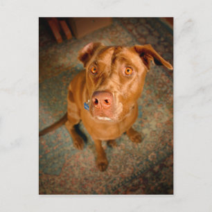 Schokolade Labrador Pit Mix Dog Postkarte