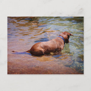 Schokolade Labrador Pit Mix Dog Schwimmen 10 Postkarte