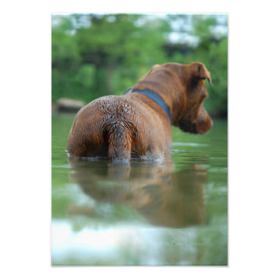 Schokolade Labrador Pit Mix Dog Schwimmen 4 Fotodruck