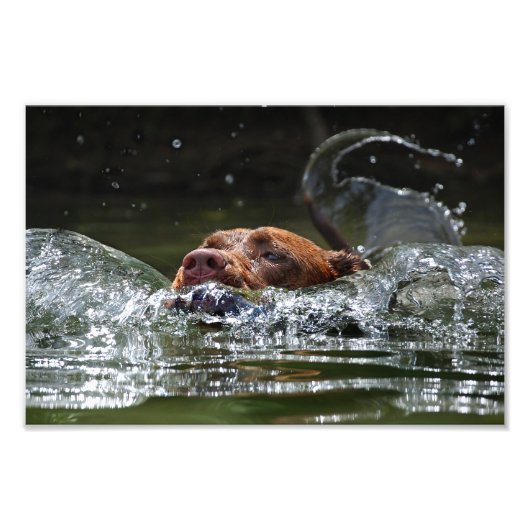 Schokolade Labrador Pit Mix Dog Schwimmen 5 Fotodruck (Vorne)