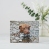 Schokolade Labrador Pit Mix Dog Schwimmen 7 Postkarte (Stehend Vorderseite)
