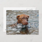 Schokolade Labrador Pit Mix Dog Schwimmen 7 Postkarte (Vorne/Hinten)