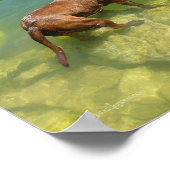Schokolade Labrador Pit Mix Dog Schwimmen Poster (Ecke)