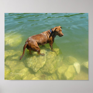 Schokolade Labrador Pit Mix Dog Schwimmen Poster