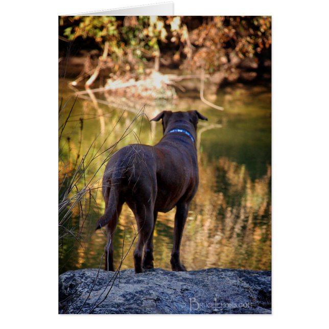 Schokolade Labrador Pit Mix Dog Serene (Vorne)