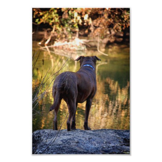 Schokolade Labrador Pit Mix Dog Serene Fotodruck (Vorne)