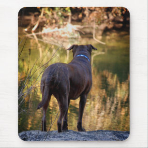 Schokolade Labrador Pit Mix Dog Serene Mousepad