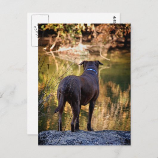 Schokolade Labrador Pit Mix Dog Serene Postkarte (Vorne/Hinten)