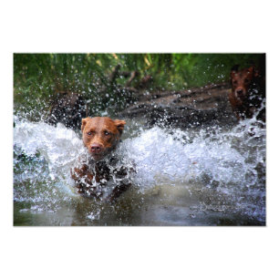 Schokolade Labrador Pit Mix Dog Splashing 4 Fotodruck