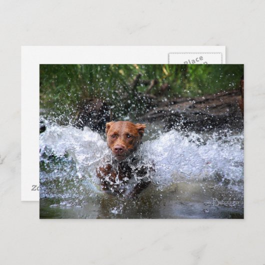 Schokolade Labrador Pit Mix Dog Splashing 4 Postkarte (Vorne/Hinten)