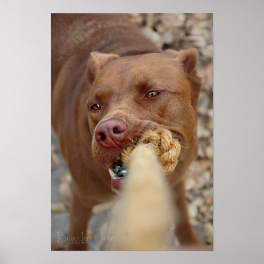 Schokolade Labrador Pit Mix Dog Umarmung 2 Poster (Vorne)