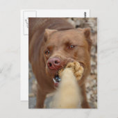 Schokolade Labrador Pit Mix Dog Umarmung 2 Postkarte (Vorne/Hinten)