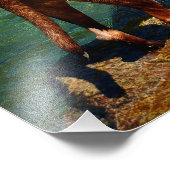 Schokolade Labrador Pit Mix Dog Wading 2 Fotodruck (Ecke)