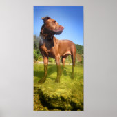 Schokolade Labrador Pit Mix Dog Wading Poster (Vorne)