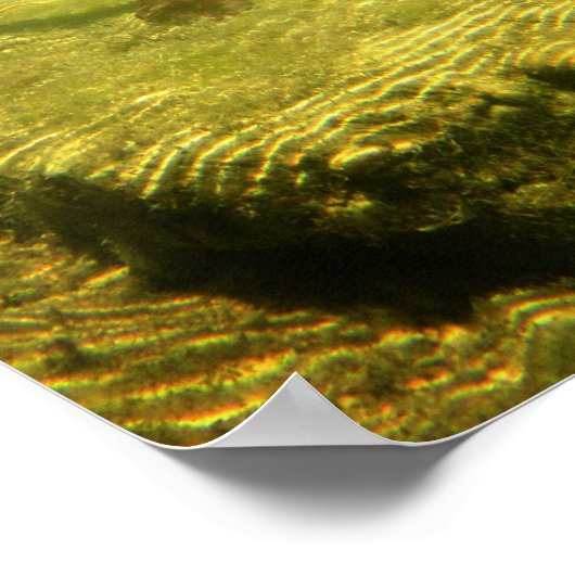 Schokolade Labrador Pit Mix Dog Wading Poster (Ecke)