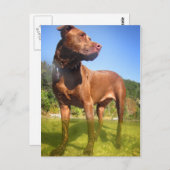 Schokolade Labrador Pit Mix Dog Wading Postkarte (Vorne/Hinten)