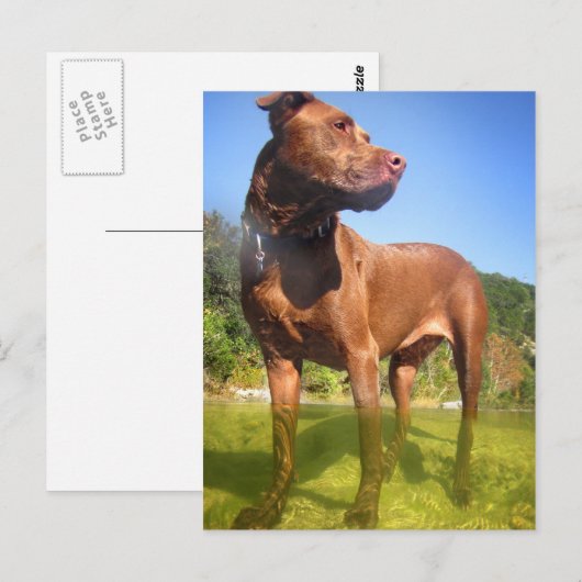 Schokolade Labrador Pit Mix Dog Wading Postkarte (Vorne/Hinten)