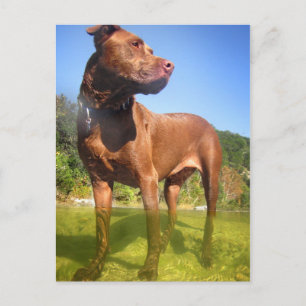 Schokolade Labrador Pit Mix Dog Wading Postkarte